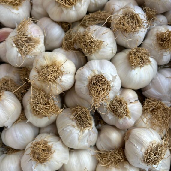 Sapsız Taşköprü Sarımsağı (Orta Boy)